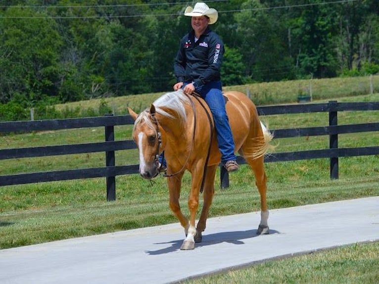 Paint Horse Wallach 5 Jahre 152 cm Palomino in Wooster, OH