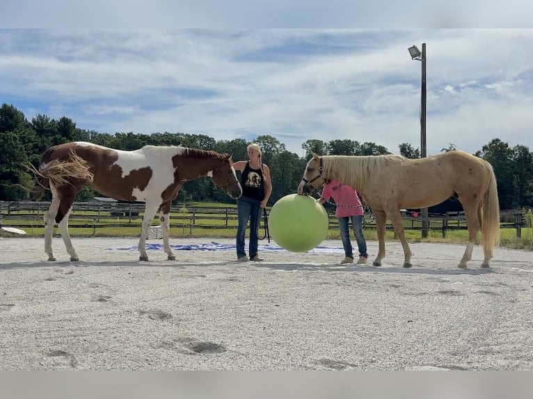 Paint Horse Wallach 5 Jahre 152 cm Palomino in Narvon