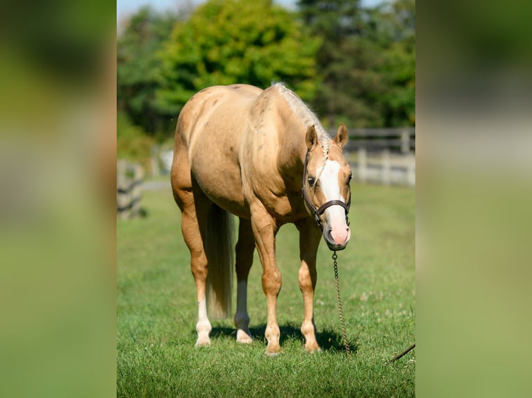 Paint Horse Wallach 5 Jahre 152 cm Palomino in Narvon Paint Horse Wallach 5 Jahre 152 cm Palomino in Narvon