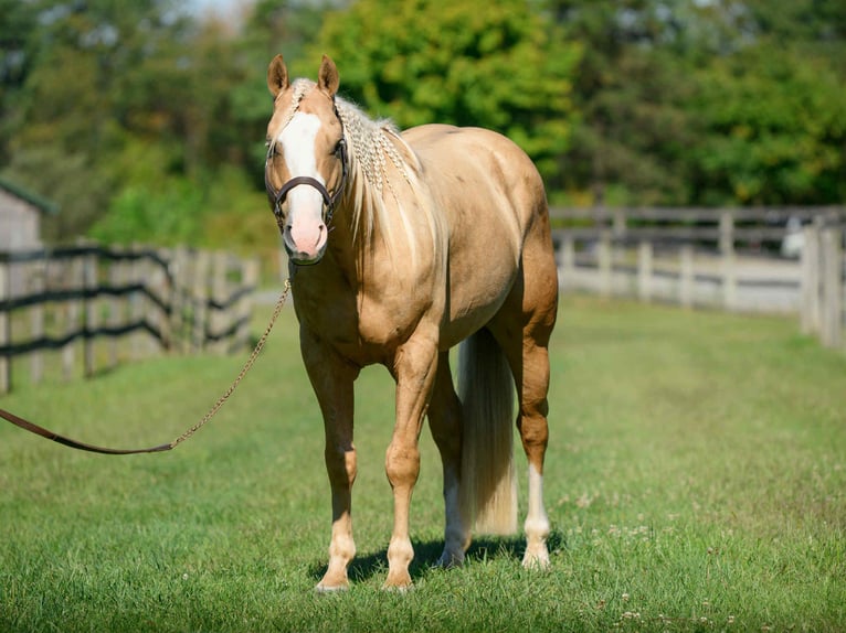 Paint Horse Wallach 5 Jahre 152 cm Palomino in Narvon Paint Horse Wallach 5 Jahre 152 cm Palomino in Narvon