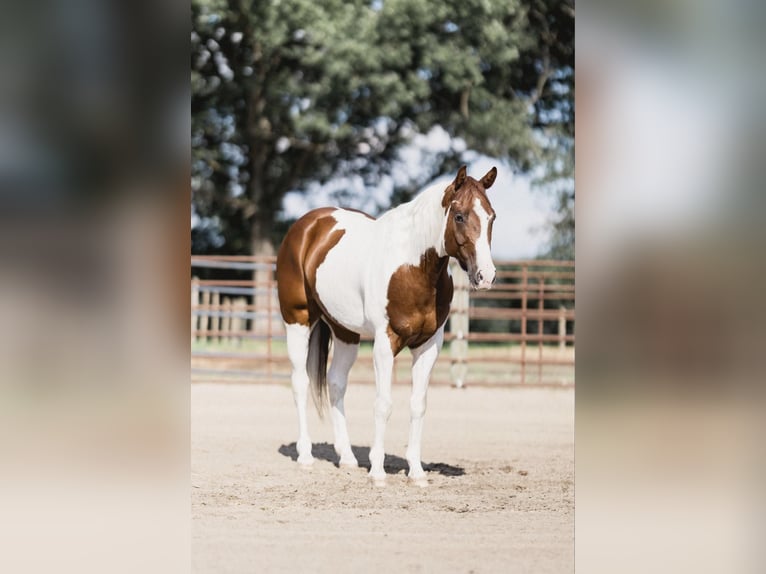 Paint Horse Wallach 5 Jahre 152 cm Tobiano-alle-Farben in North Judson IN