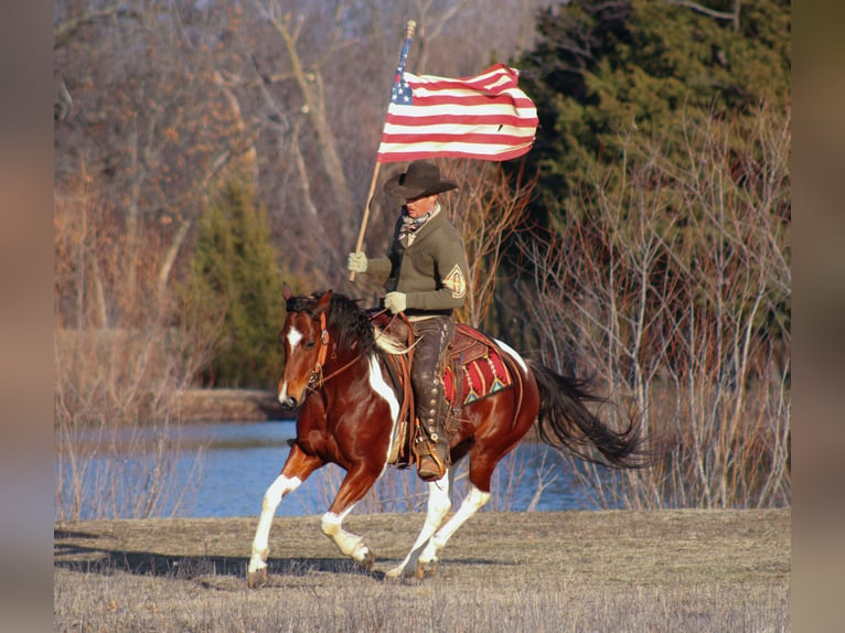 Paint Horse Wallach 5 Jahre 152 cm Tobiano-alle-Farben in Baxter Springs, KS