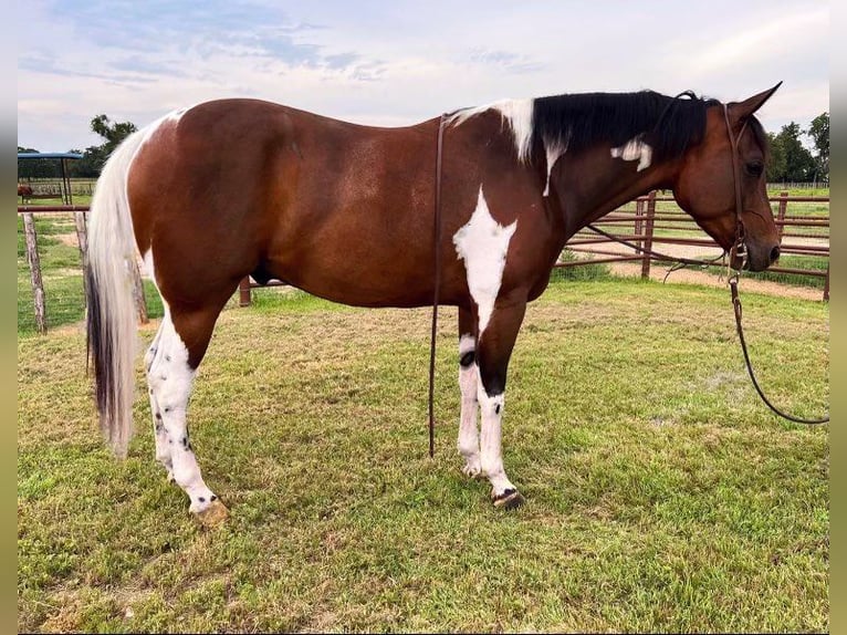 Paint Horse Wallach 5 Jahre 152 cm Tobiano-alle-Farben in Weatherford TX