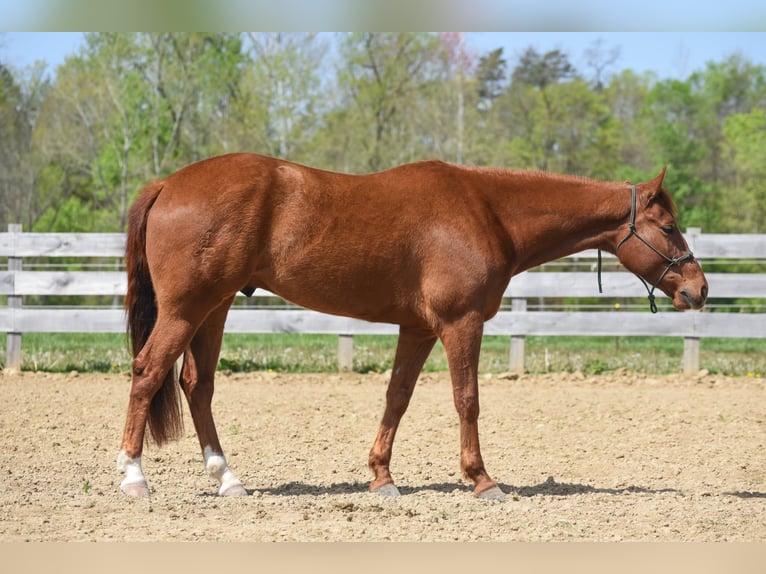 Paint Horse Wallach 5 Jahre 155 cm Rotfuchs in Brazil, IN