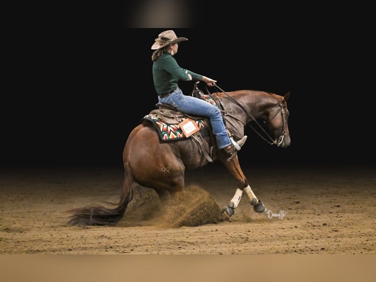 Paint Horse Wallach 5 Jahre 155 cm Rotfuchs in Brazil, IN