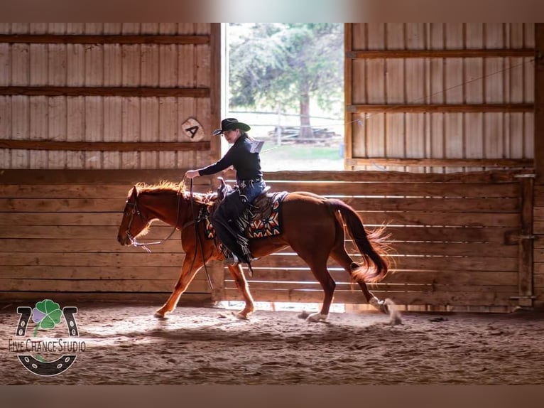 Paint Horse Wallach 5 Jahre 155 cm Rotfuchs in Brazil, IN