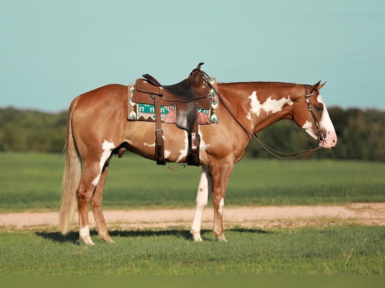 Paint Horse Wallach 5 Jahre 155 cm Rotfuchs in Whitesboro, TX