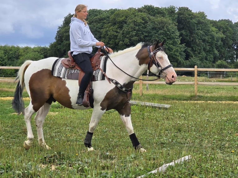 Paint Horse Mix Wallach 5 Jahre 155 cm Schecke in Linkenbach
