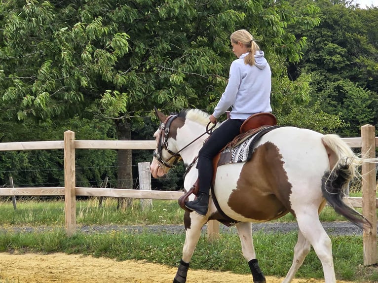 Paint Horse Mix Wallach 5 Jahre 155 cm Schecke in Linkenbach
