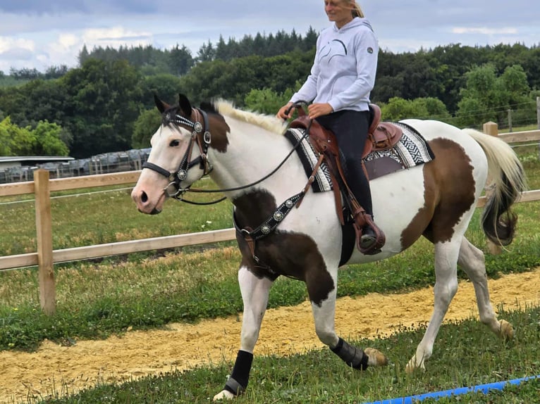 Paint Horse Mix Wallach 5 Jahre 155 cm Schecke in Linkenbach