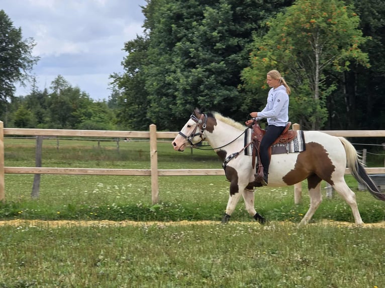 Paint Horse Mix Wallach 5 Jahre 155 cm Schecke in Linkenbach