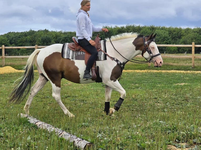 Paint Horse Mix Wallach 5 Jahre 155 cm Schecke in Linkenbach