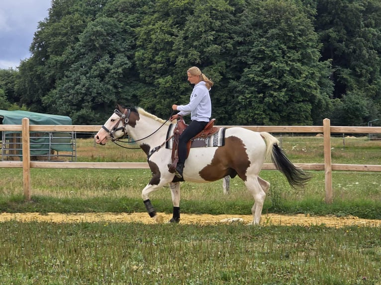 Paint Horse Mix Wallach 5 Jahre 155 cm Schecke in Linkenbach