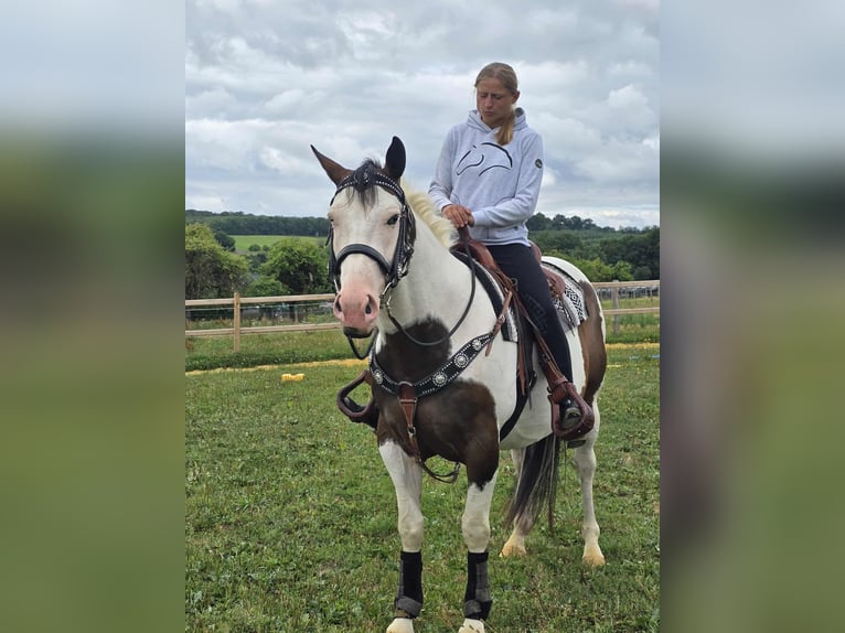 Paint Horse Mix Wallach 5 Jahre 155 cm Schecke in Linkenbach