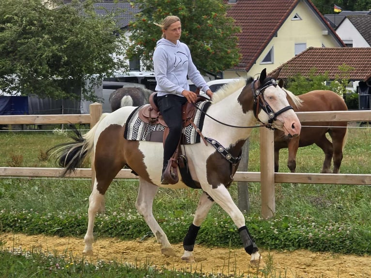 Paint Horse Mix Wallach 5 Jahre 155 cm Schecke in Linkenbach