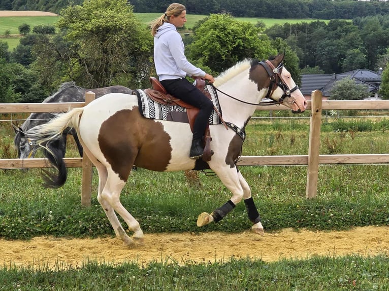 Paint Horse Mix Wallach 5 Jahre 155 cm Schecke in Linkenbach