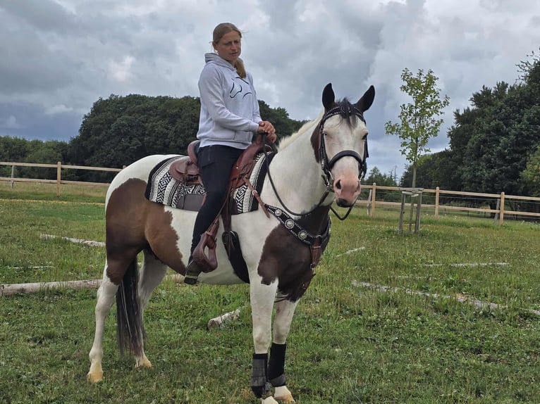 Paint Horse Mix Wallach 5 Jahre 155 cm Schecke in Linkenbach