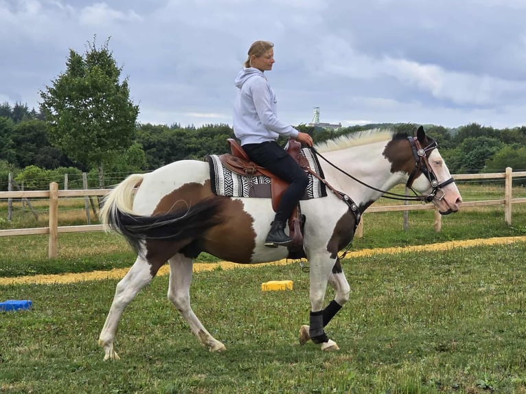 Paint Horse Mix Wallach 5 Jahre 155 cm Schecke in Linkenbach