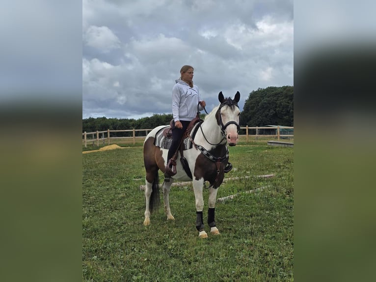 Paint Horse Mix Wallach 5 Jahre 155 cm Schecke in Linkenbach