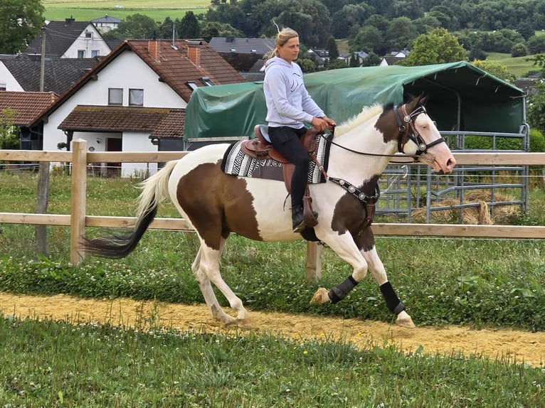 Paint Horse Mix Wallach 5 Jahre 155 cm Schecke in Linkenbach