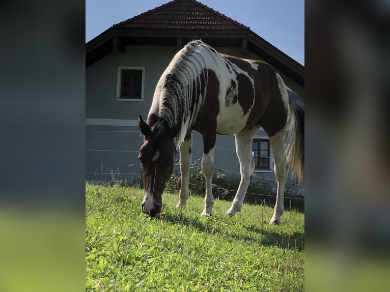 Paint Horse Wallach 5 Jahre 155 cm Tobiano-alle-Farben in WerfenauTarsdorf