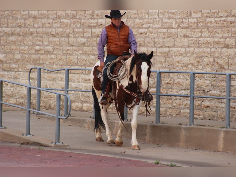 Paint Horse Wallach 5 Jahre 155 cm Tobiano-alle-Farben in Vernon TX