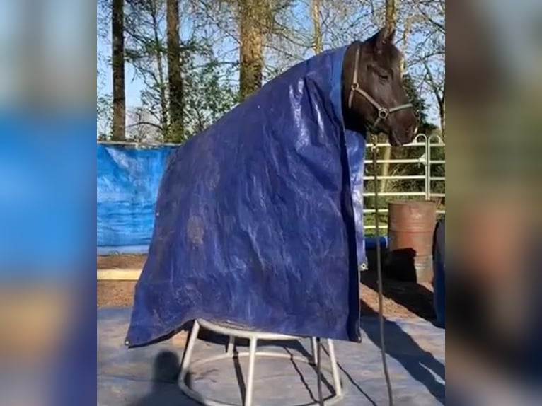 Paint Horse Wallach 5 Jahre 155 cm Tobiano-alle-Farben in Asendorf