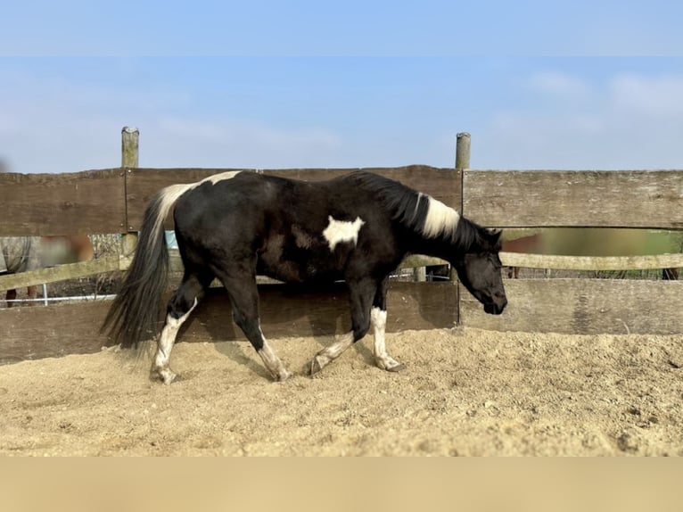 Paint Horse Wallach 5 Jahre 155 cm Tobiano-alle-Farben in Asendorf