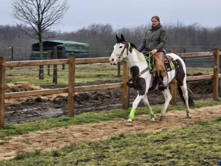 Paint Horse Wallach 5 Jahre 155 cm Tovero-alle-Farben in Linkenbach