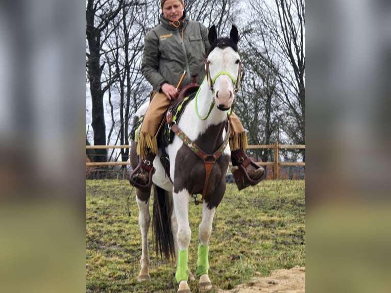 Paint Horse Wallach 5 Jahre 155 cm Tovero-alle-Farben in Linkenbach