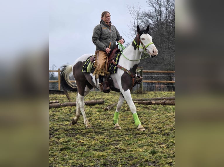 Paint Horse Wallach 5 Jahre 155 cm Tovero-alle-Farben in Linkenbach