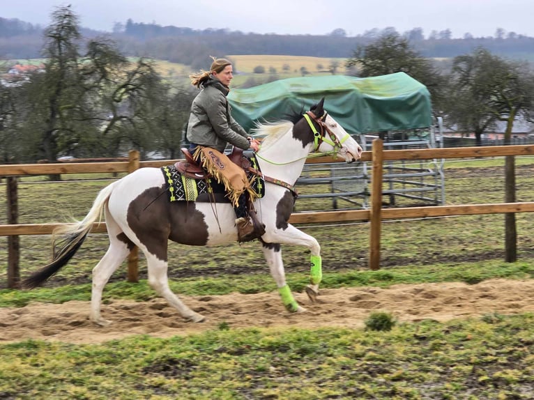 Paint Horse Wallach 5 Jahre 155 cm Tovero-alle-Farben in Linkenbach