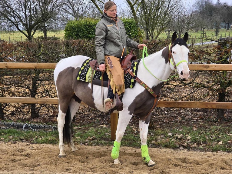 Paint Horse Wallach 5 Jahre 155 cm Tovero-alle-Farben in Linkenbach