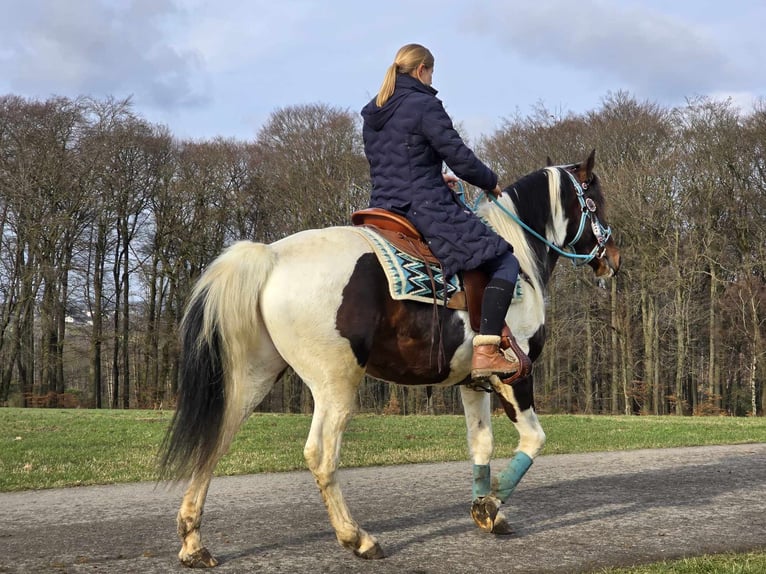 Paint Horse Wallach 5 Jahre 156 cm Schecke in Linkenbach