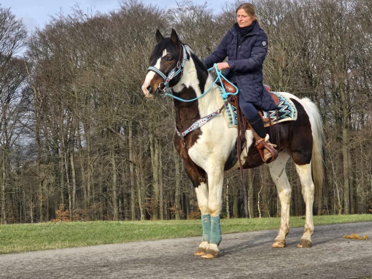 Paint Horse Wallach 5 Jahre 156 cm Schecke in Linkenbach