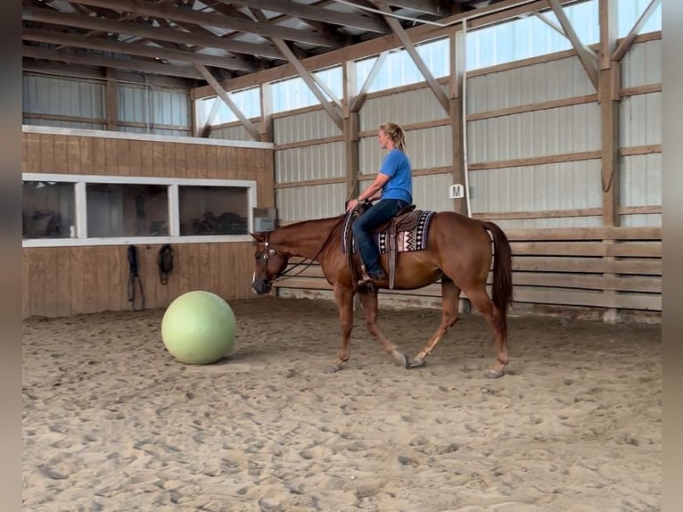 Paint Horse Wallach 5 Jahre 157 cm Dunkelfuchs in Rochester