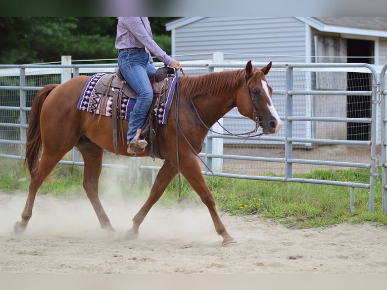 Paint Horse Wallach 5 Jahre 157 cm Dunkelfuchs in Rochester