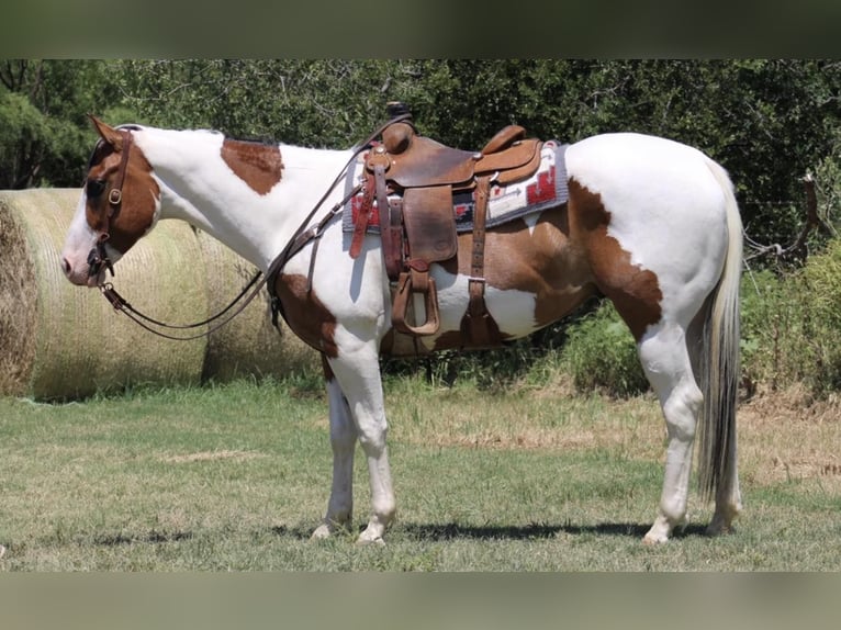Paint Horse Wallach 5 Jahre 157 cm Tobiano-alle-Farben in Eastland TX
