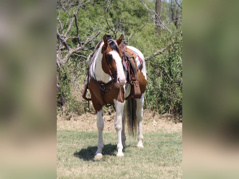 Paint Horse Wallach 5 Jahre 157 cm Tobiano-alle-Farben in Eastland TX