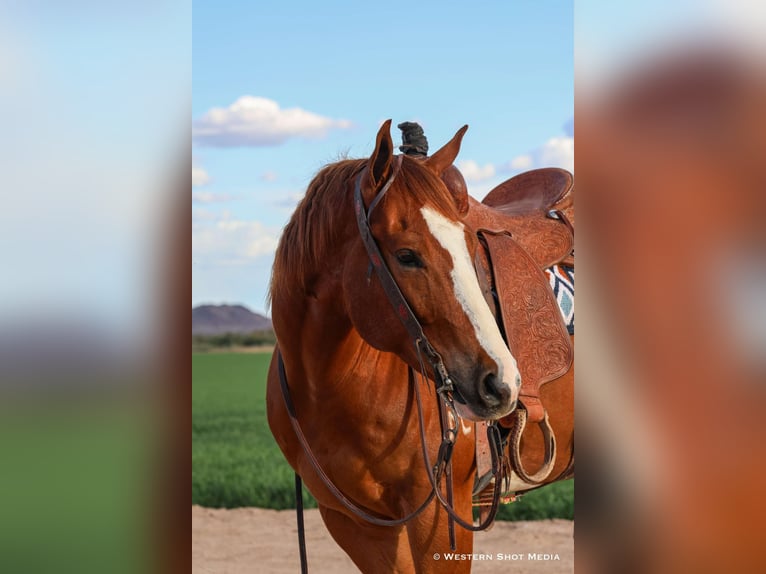 Paint Horse Wallach 5 Jahre 157 cm in Buckeye, AZ