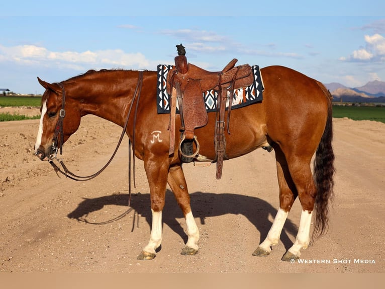 Paint Horse Wallach 5 Jahre 157 cm in Buckeye, AZ
