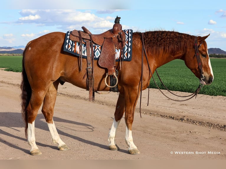 Paint Horse Wallach 5 Jahre 157 cm in Buckeye, AZ