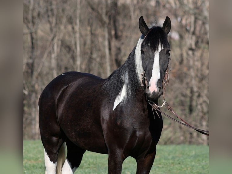Paint Horse Wallach 5 Jahre Tobiano-alle-Farben in Parkers Lake KY