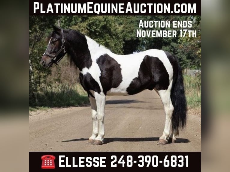 Paint Horse Wallach 6 Jahre 137 cm Tobiano-alle-Farben in Howell MI