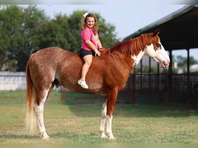 Paint Horse Wallach 6 Jahre 145 cm Tobiano-alle-Farben in Mount Vernon, TX