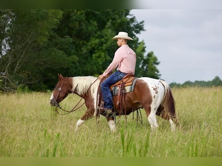 Paint Horse Wallach 6 Jahre 147 cm Rotfuchs in Huntsville, TX
