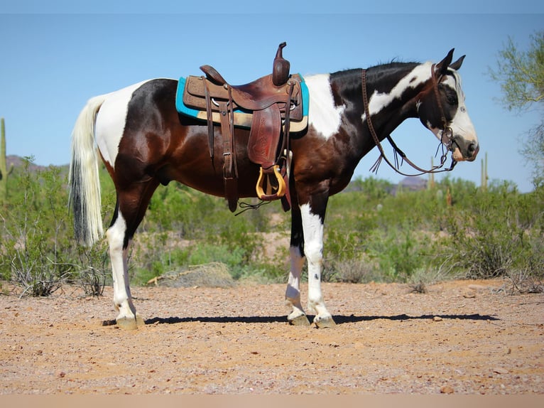 Paint Horse Wallach 6 Jahre 147 cm Schecke in Marana