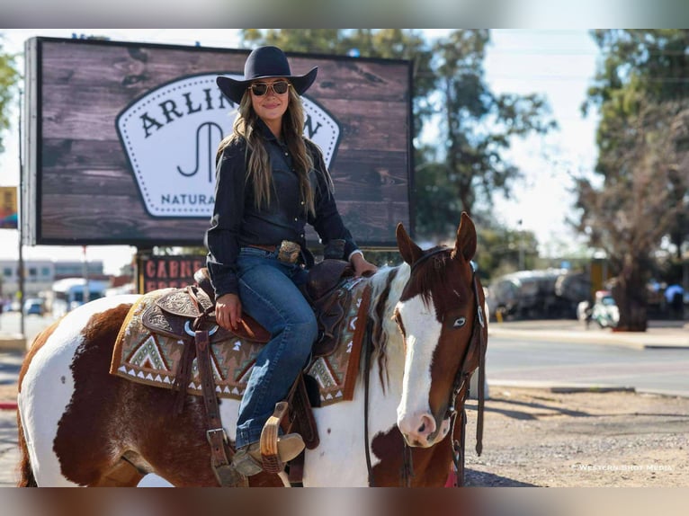Paint Horse Wallach 6 Jahre 147 cm in Buckeye, AZ