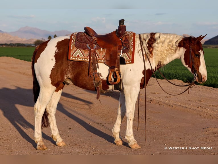 Paint Horse Wallach 6 Jahre 147 cm in Buckeye, AZ