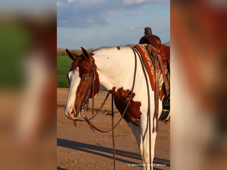 Paint Horse Wallach 6 Jahre 147 cm in Buckeye, AZ
